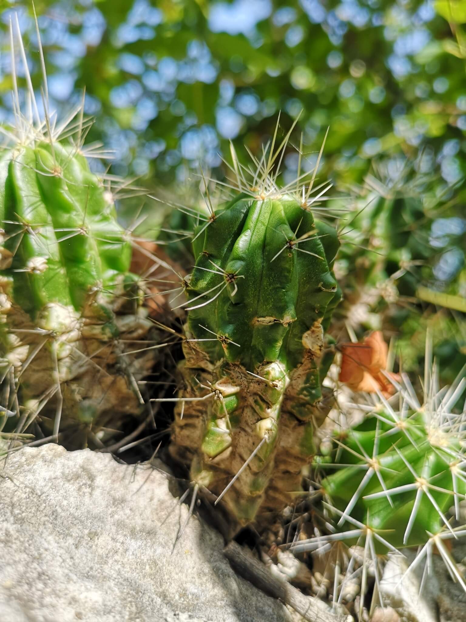 Echinocereus viereckii